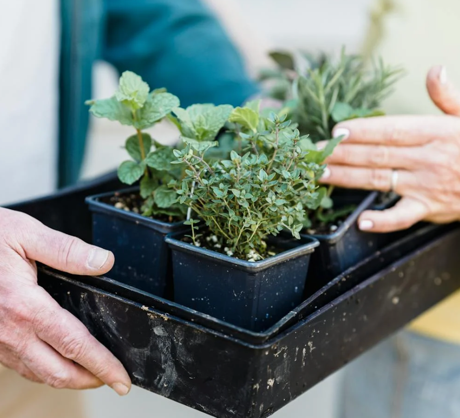 5 Essential Tips for Successful Urban Gardening